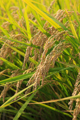 稲穂
