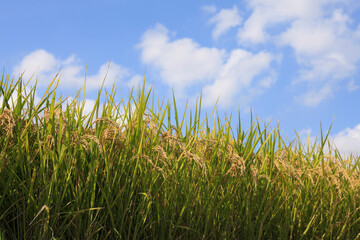 青空と稲穂