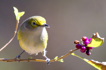 white eyed vireo and purple berries