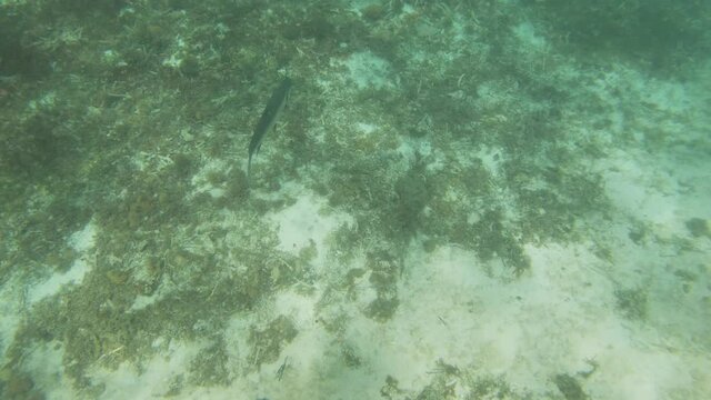 Fond marin Petite Terre Guadeloupe France