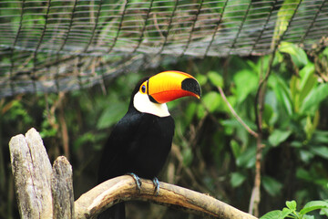 Tucano Zoo Gramado