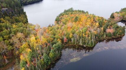 Fototapeta na wymiar autumn in the forest