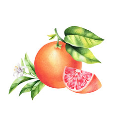 Grapefruit with slice and blossom. Watercolor isolated illustration of citrus fruit.