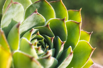 Close up shot of a houseleek plant