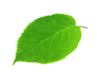 Fototapeta premium Green leaves isolated on a white background