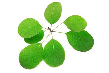 Green leaves isolated on a white background