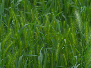 pasto y maleza verde