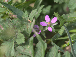 flor de maleza