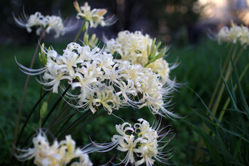 群生した白い彼岸花