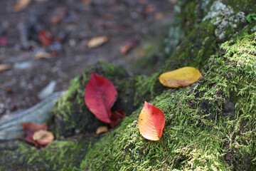 陽の当たる落ち葉