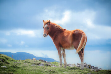 Wild Welsh Mountain Ponies