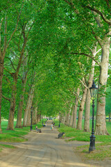 グリーンパークの並木道