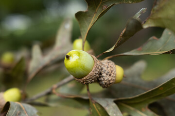 Green Acorns from an Oak Tree in the Early Autumn
