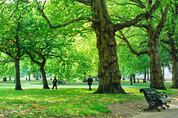 グリーンパークの並木道