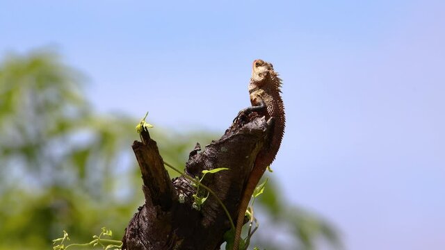 Close-up of Oriental Garden Lizard Camouflaged with the dry leaves on the fence.