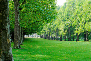 グリーンパークの並木