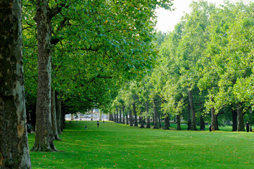 グリーンパークの並木