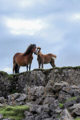 Wild Welsh Mountain Ponies