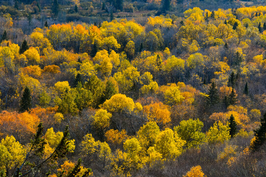 Fall Colors On The Boreal Forest, Quebec, Canada