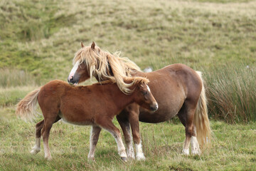 Obraz na płótnie Canvas Wild Welsh Mountain Ponies