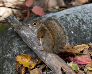 Squirrel Stock Photos. Squirrel close-up profile view sitting on a log in the forest displaying bushy tail, brown fur, nose, eyes, paws with a blur rock background in its habitat and environment. 