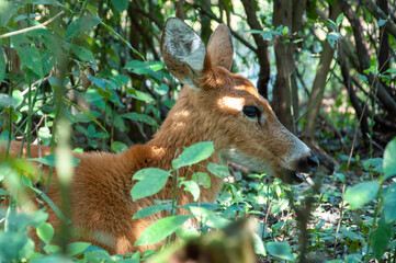 Ciervo de los pantanos - libre 