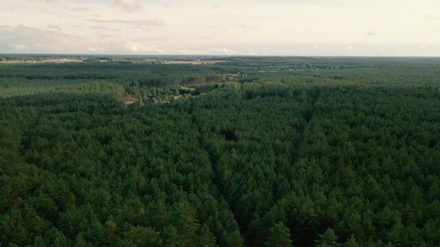 Haunted unknown lush Kowalskie Blota woods aerial