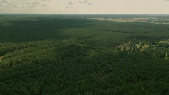 Dangerous forest woods of Kowalskie Blota Poland aerial