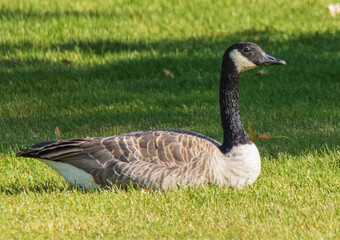 country goose on the grass