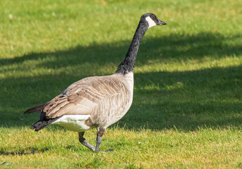 country goose standing on a grass