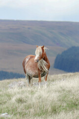 Wild Welsh Mountain Ponies