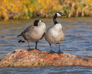 country goose on the water