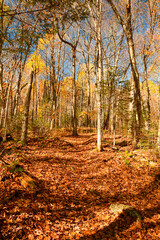 Fall colors on the boreal forest, Quebec, Canada