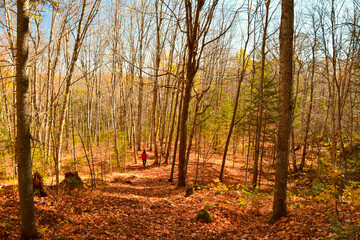 Fall colors on the boreal forest, Quebec, Canada