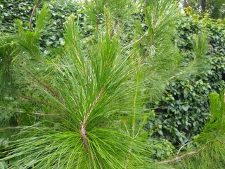 Pinus patula (Ocote)