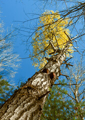 Fall colors on the boreal forest, Quebec, Canada