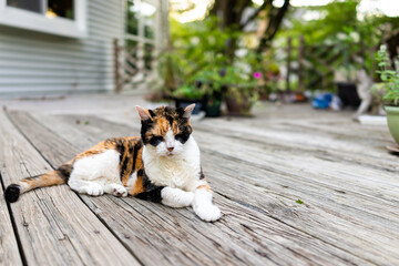 Old sad senior calico cat lying down on wooden deck terrace patio in outdoor garden of house on floor with eyes closed - Powered by Adobe