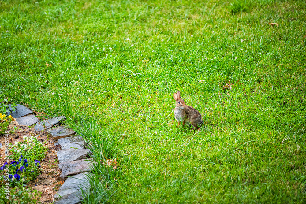 Wall mural One wild eastern cottontail rabbit bunny in Virginia outside in backyard with fluffy fur coat by flowers as pest on lawn - Wall murals