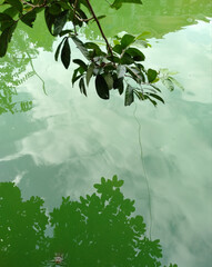 tree in the water