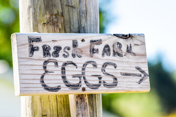 Rural countryside sign for fresh farm eggs directional signpost in English for country food