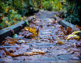 autumn leaves on the bridge 