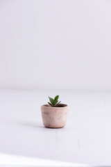 Pequeña planta en matera hecha a mano sobre una mesa blanca en fondo blanco. Suculenta pequeña creciendo en matera rústica