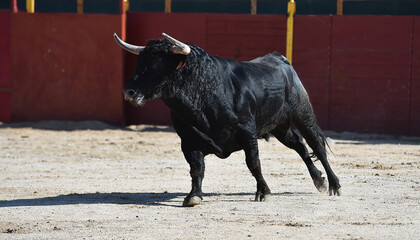 a black powertul bull with big horns running on the traditional spectacle of bullfight