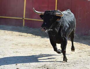 toro español con grandes cuernos en un espectaculo taurino en españa