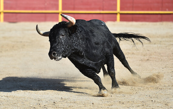 a black powertul bull with big horns running on the traditional spectacle of bullfight