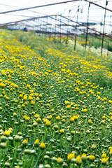 Fototapeta premium View of Gerbera cultivated flower beds and chrysanthemum flowers are being cultivated on a farm in Saraburi, Thailand 