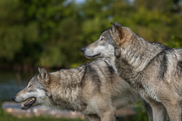 Naklejka na ściany i meble Wolves Howling, Fighting and Playing