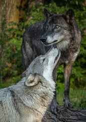 Wolves Howling, Fighting and Playing