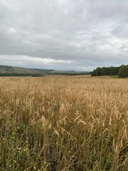 field of wheat