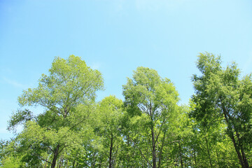 新緑の木々
